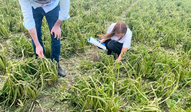 Çorum'da sağanak ve dolu nedeniyle 73 köydeki ekili araziler zarar gördü