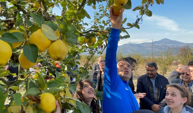 Ulaştırma ve Altyapı Bakan Yardımcısı Boyraz, Sakarya'da gençlerle ayva hasadı yaptı