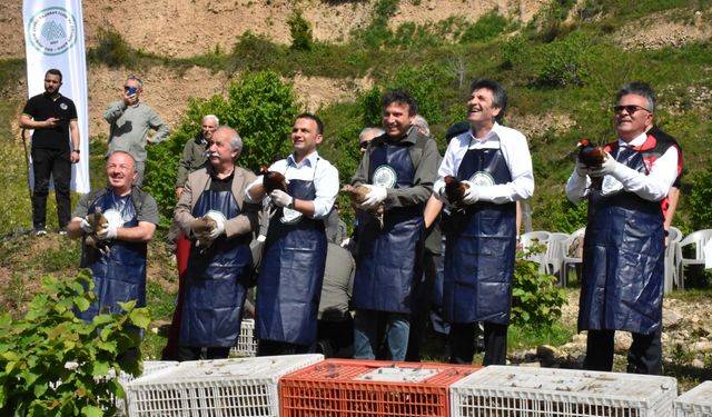 Ordu'da kokarcaya karşı doğaya 800 sülün salındı