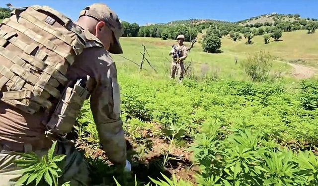 Diyarbakır'da 7,5 milyon kök kenevir ele geçirildi