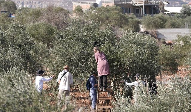 İsrail Batı Şeria’da zeytin toplayan Filistinlileri hedef aldı