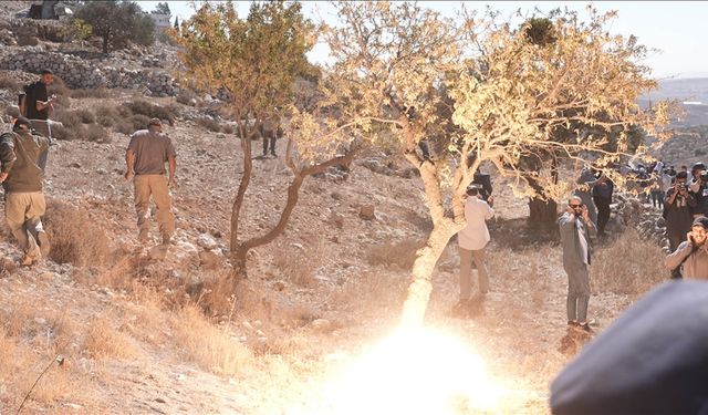 İsrailliler Filistinlilere ait zeytin ağaçlarını kesti