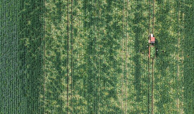 Bafra Ovası'nda karnabahar hasadı başladı