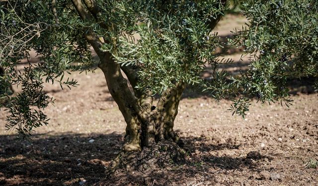 DAMLA DAMLA KRİZ - Azalan su kaynakları tarımda hem verimi hem de kaliteyi etkiliyor