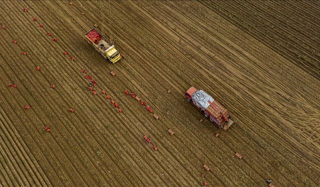 Tarım ÜFE Aralıkta yüzde 36 arttı