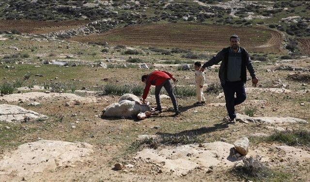 Yerleşimci İsrailliler Batı Şeria'da Filistinlilerin koyunlarını çaldı