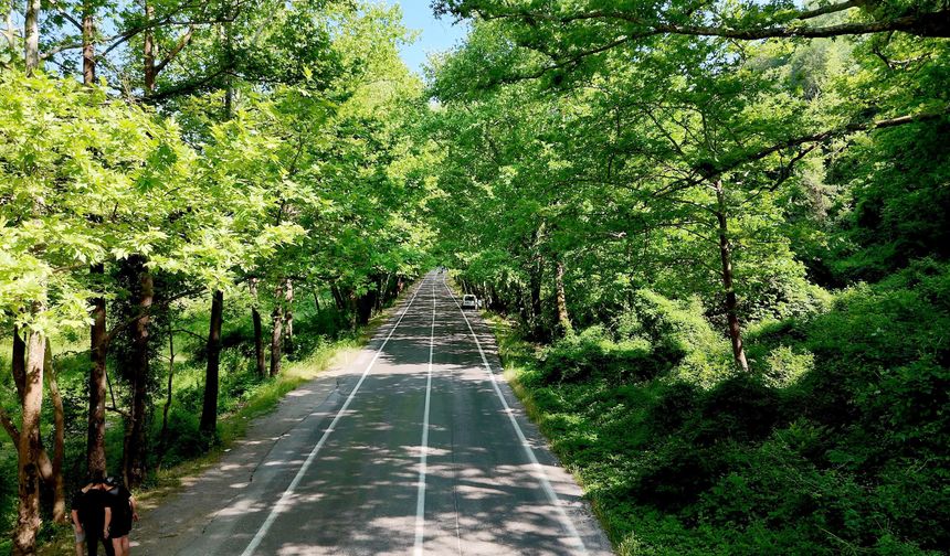 Safranbolu’nun ağaç tünelli eşsiz yolları