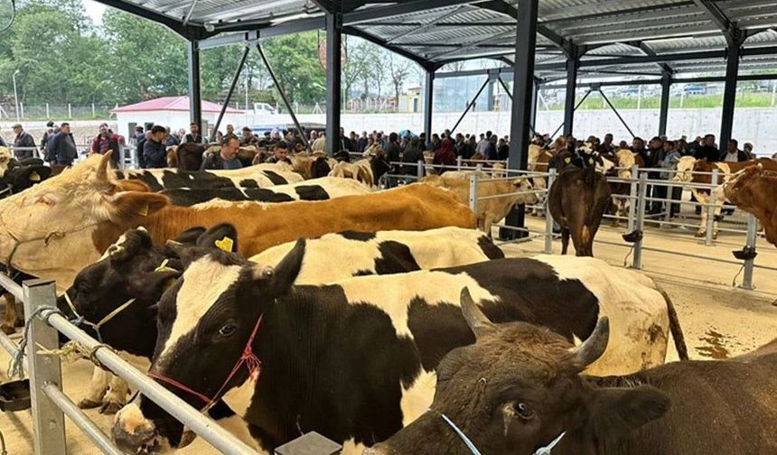Bartın’da şap nedeniyle hayvan pazarı kapatıldı