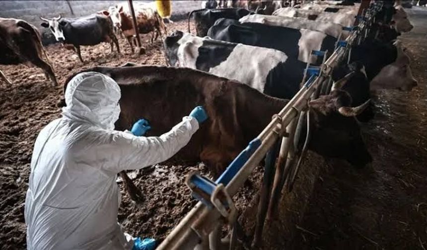 GKRY'de şap hastalığından dolayı itlaf edilen hayvan sayısı 83 bini geçecek